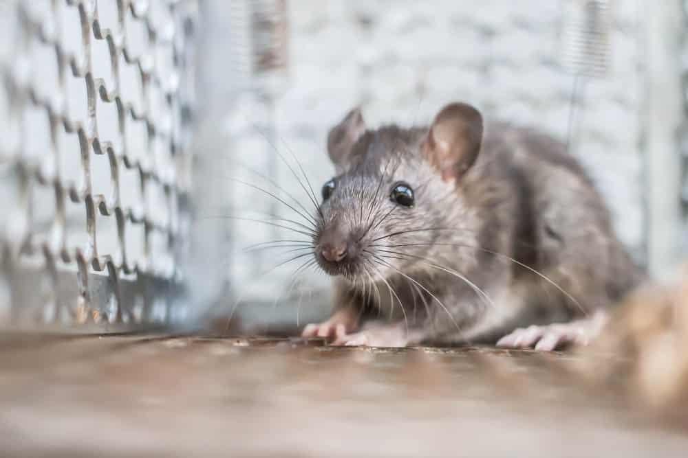 Are Rats Not Going Near Rat Traps in Your House in Vancouver? Here’s what you’re doing wrong