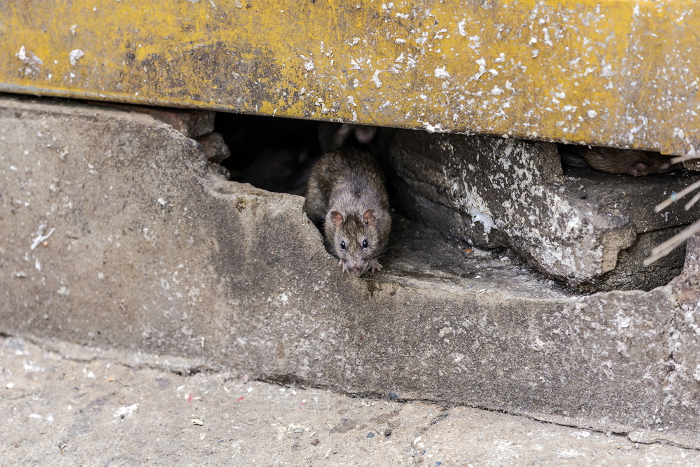 Best Odours That Control Rats in Vancouver