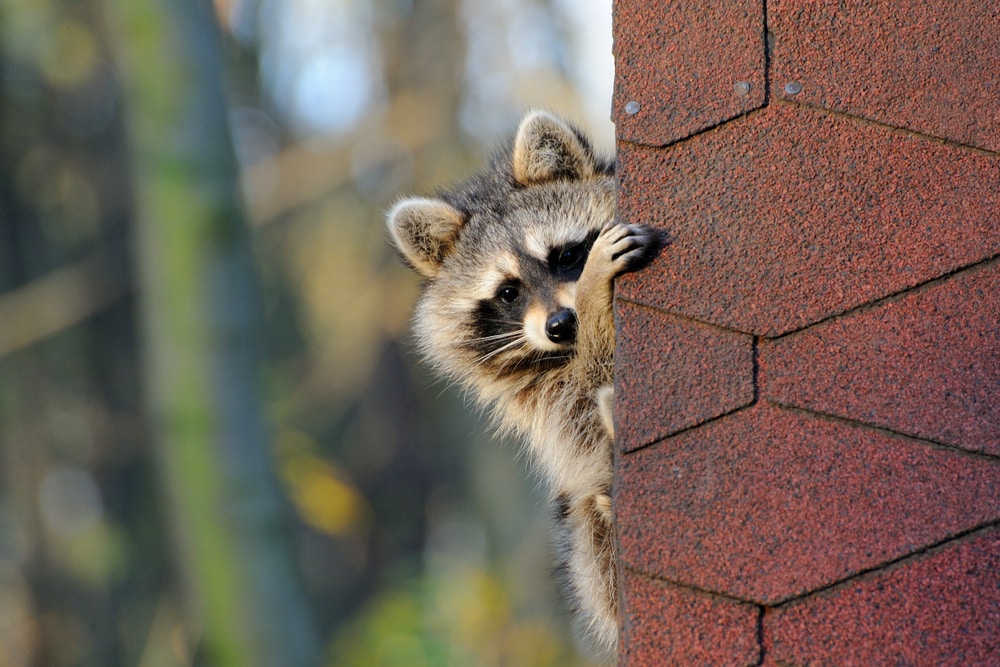 What Damage do Raccoons Cause in Your Attic?