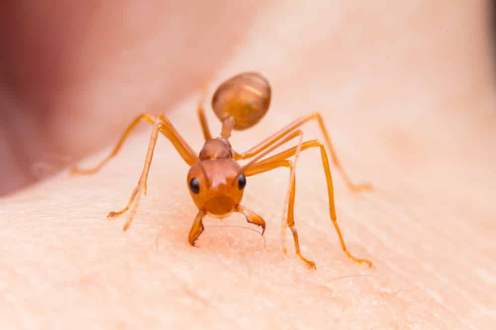 All You Need to Know About Ant Bites