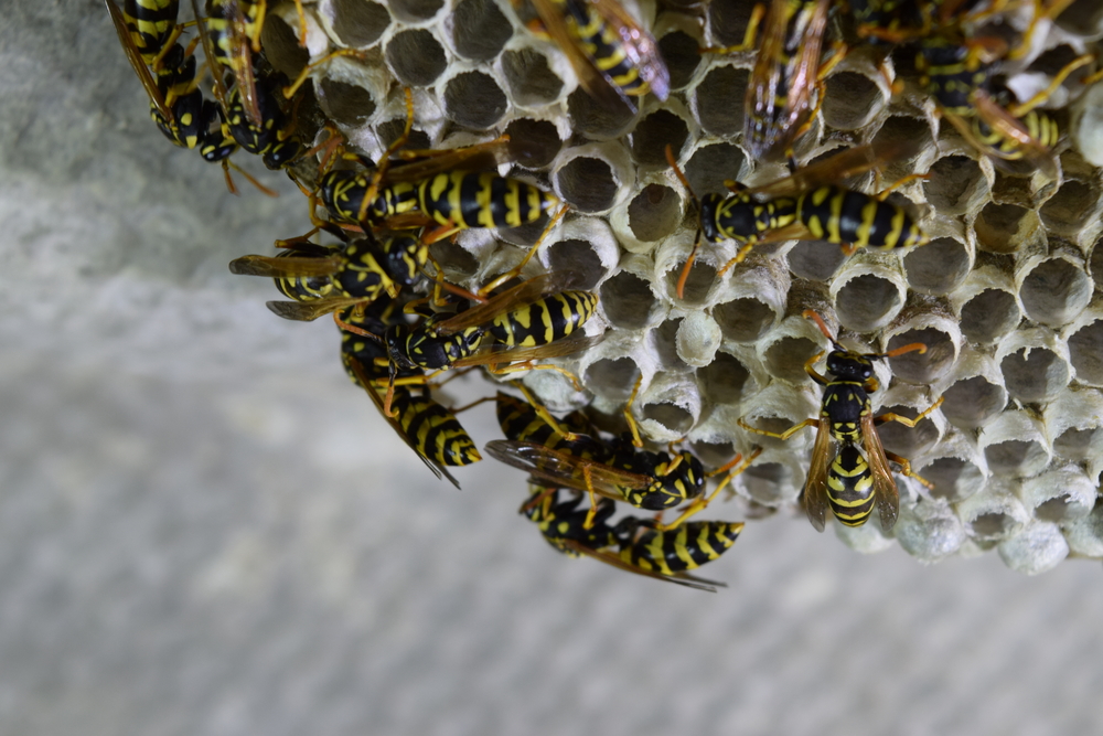 All About Paper Wasps in Vancouver