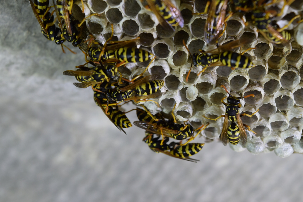 All About Paper Wasps in Vancouver All About Paper Wasps in Vancouver