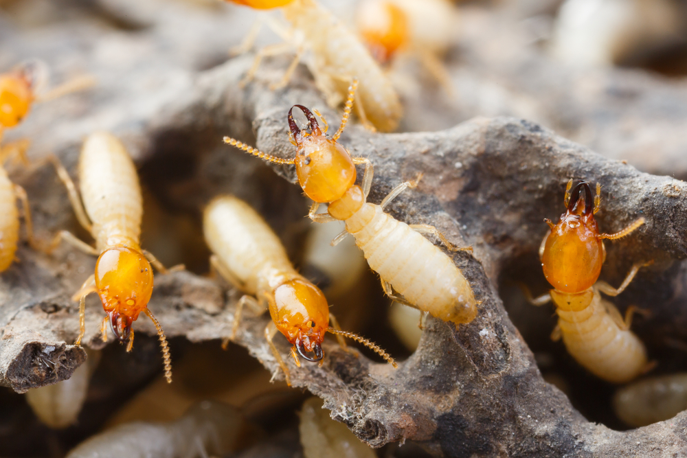 How Quickly can termites damage your home?