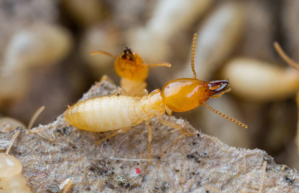 Termites