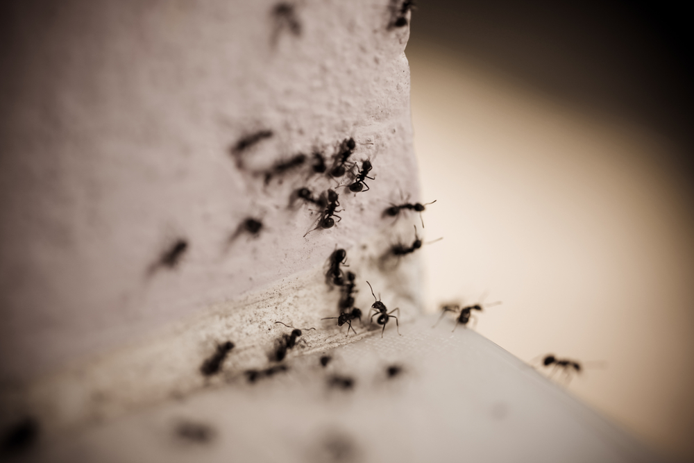 3 Ways To Keep Ants Away From Hummingbird Feeders