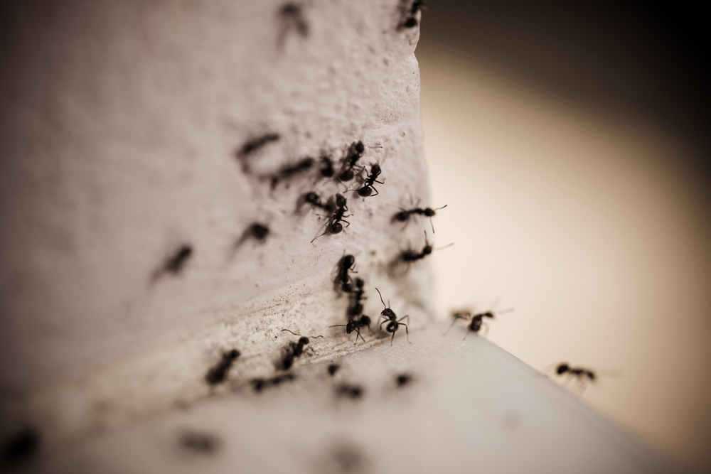 3 Ways To Keep Ants Away From Hummingbird Feeders 3 Ways To Keep Ants Away From Hummingbird Feeders
