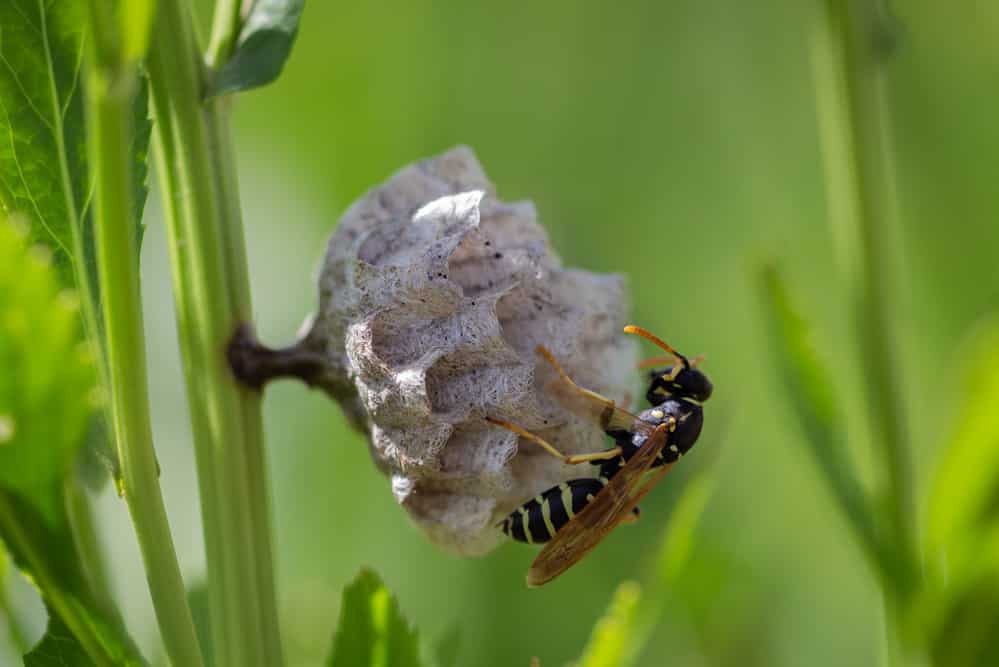 Wasp in Canada