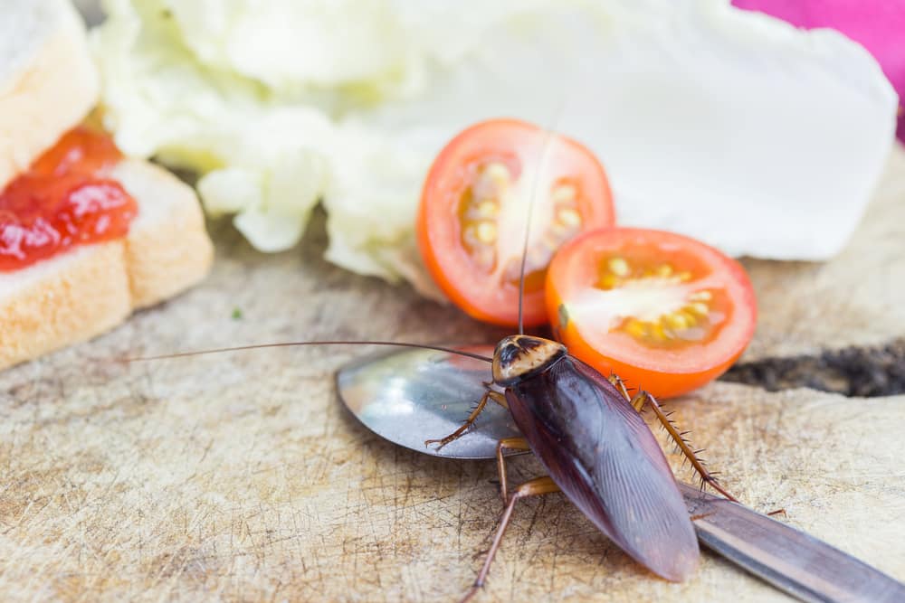 Kitchen Pests