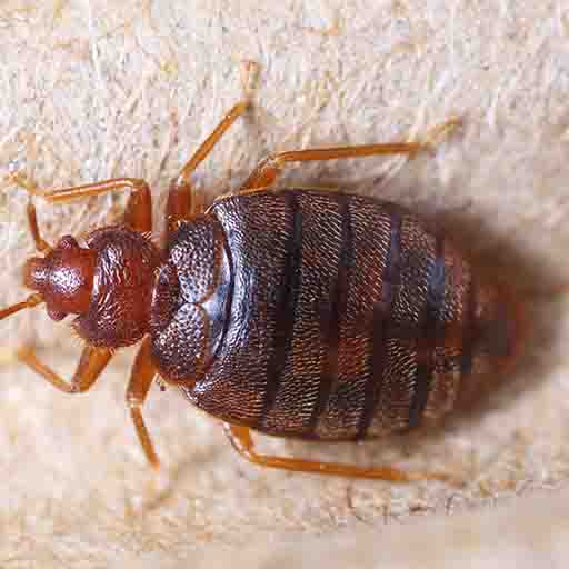 pesticon bed bug removal langley