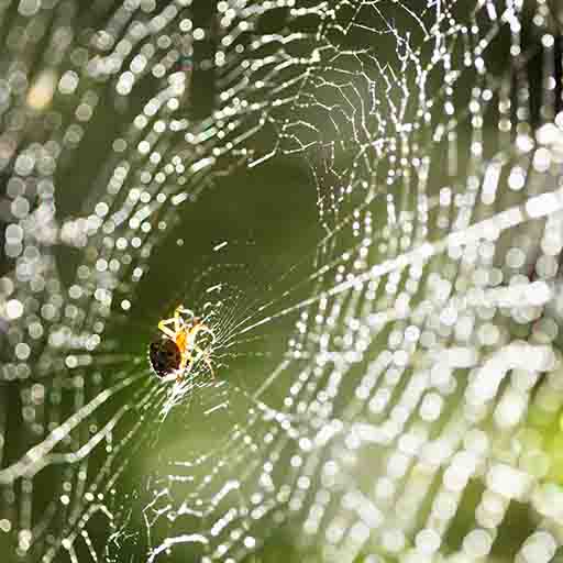 pesticon spider control langley