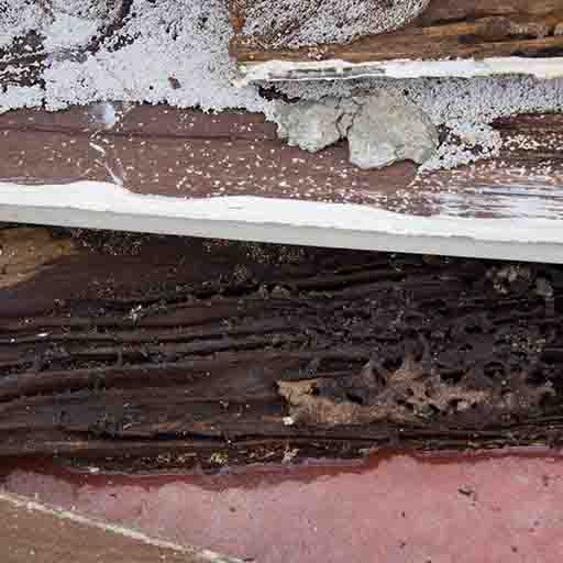 pesticon termite control langley