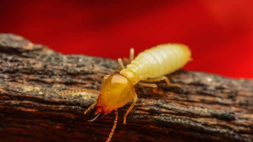 what things in your home invite termites and what can you do about it