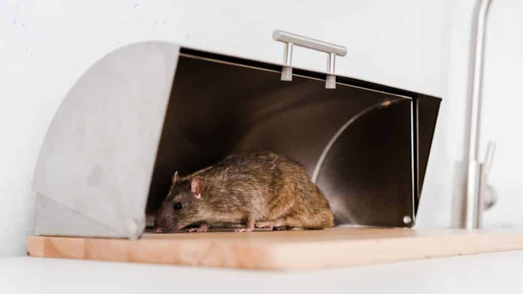 rodent health risks in the workplace what you need to know
