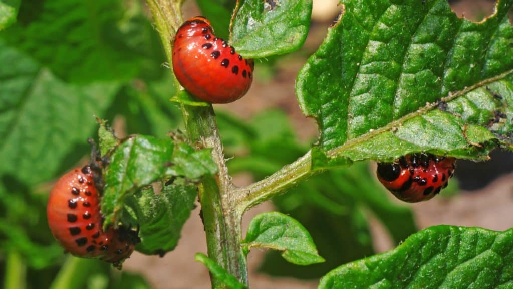 what pests to watch out for this summer in canada
