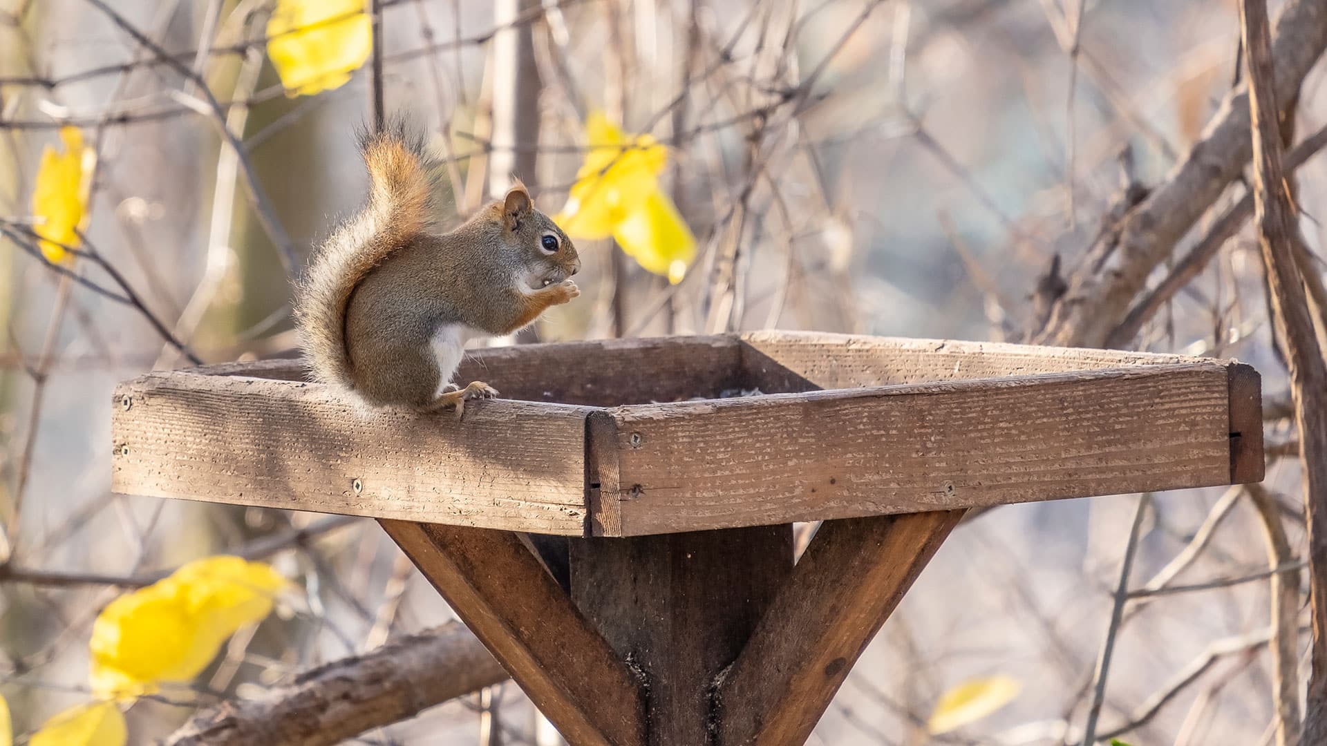 here is how to prevent wildlife around your property in vancouver