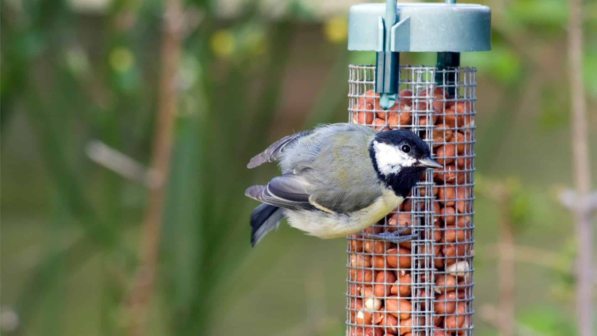 Here Are The Risks of Bird Feeders That you Should know About in Vancouver