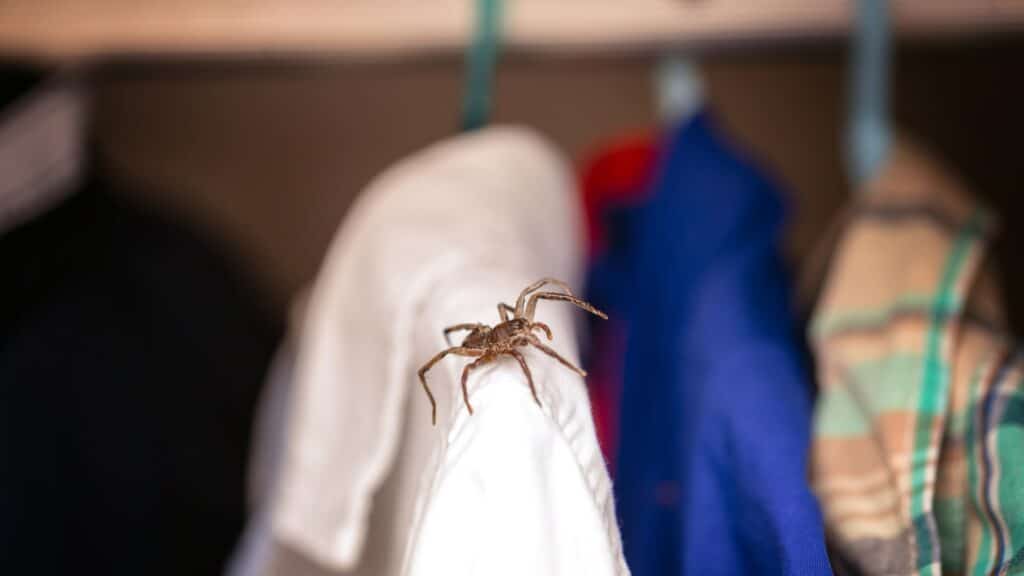 how to save your possessions from pest invasion in vancouver