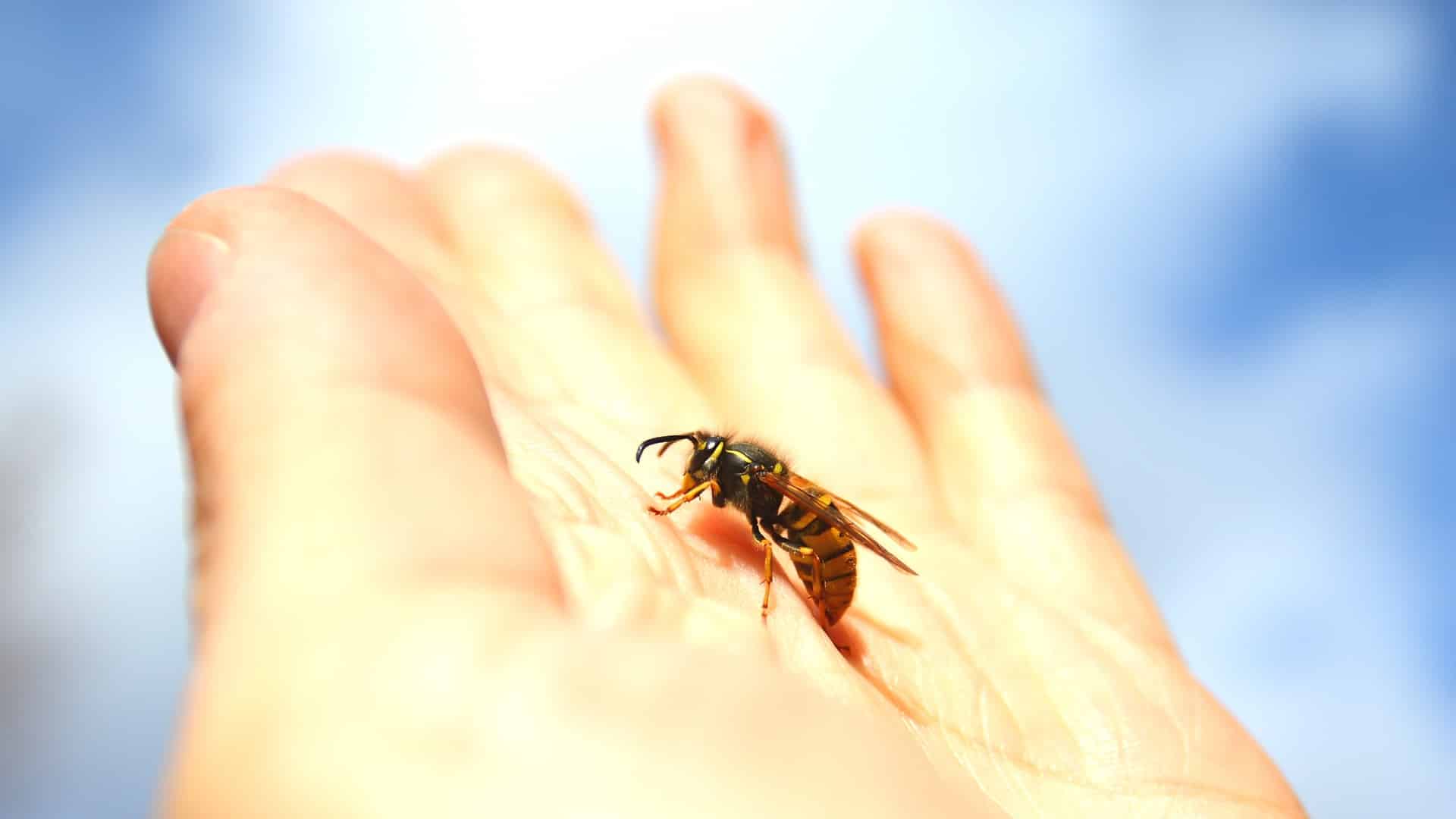 Укус пчелы человека. Пчела на ладони.