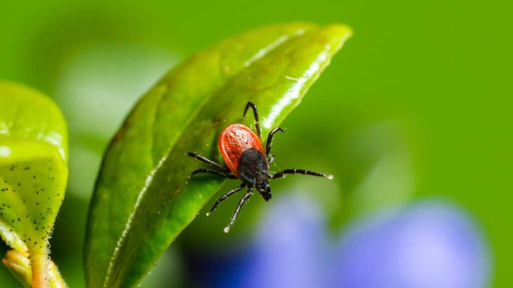 what to do if you found a tick in vancouver