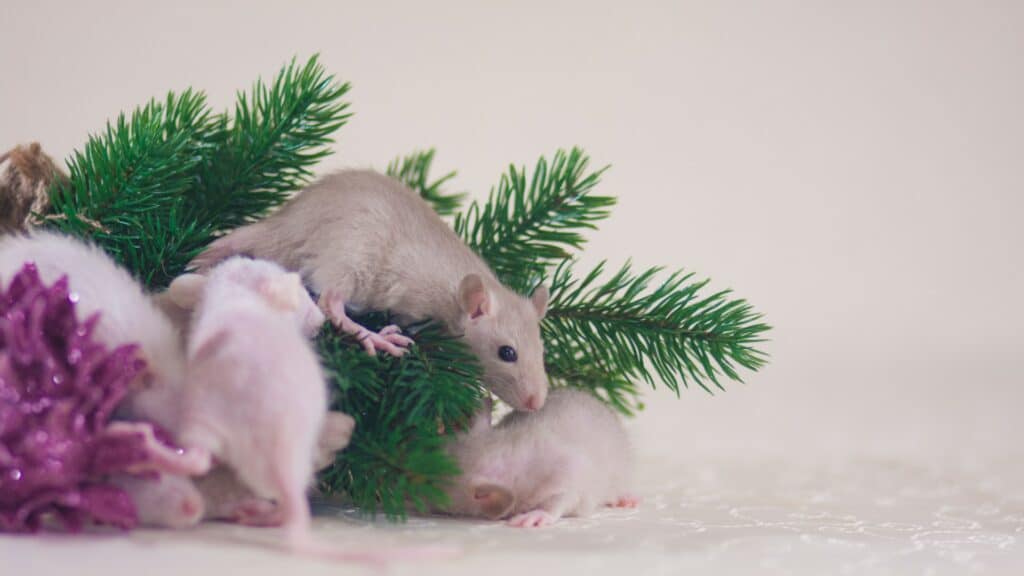 5 tips to make sure pests dont ruin your christmas