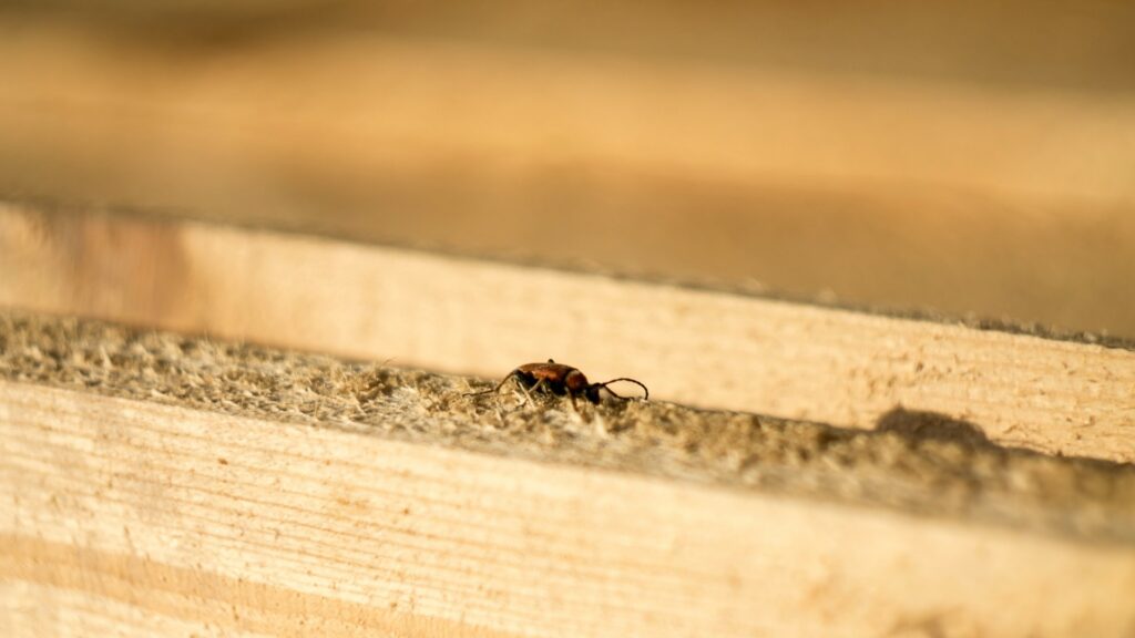 why do you need a termite inspection by a pest control company