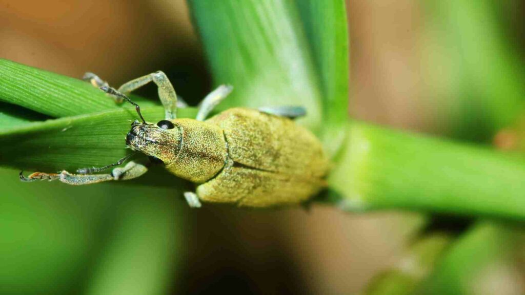 what are stink bugs and what can you do about them