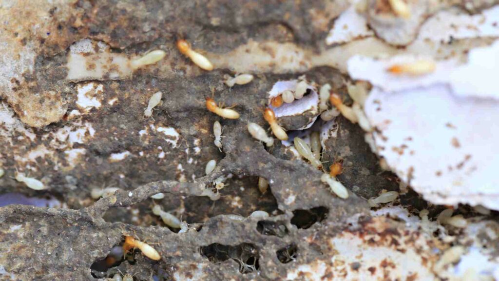 what is a termite inspection and why should you get one