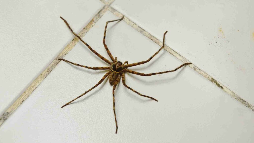 3 odd places spiders might hide in your house