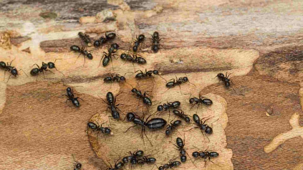 carpenter ants all you need to know