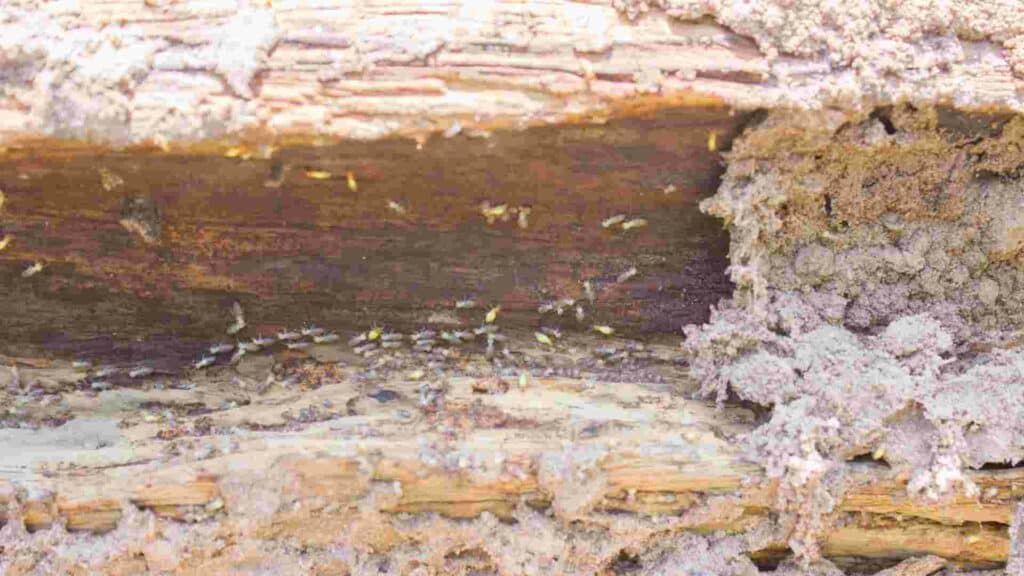 promoting public awareness of termite threats to historic buildings