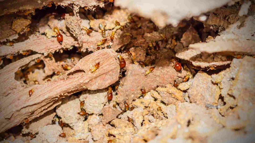 traditional and indigenous methods of termite prevention in heritage structures