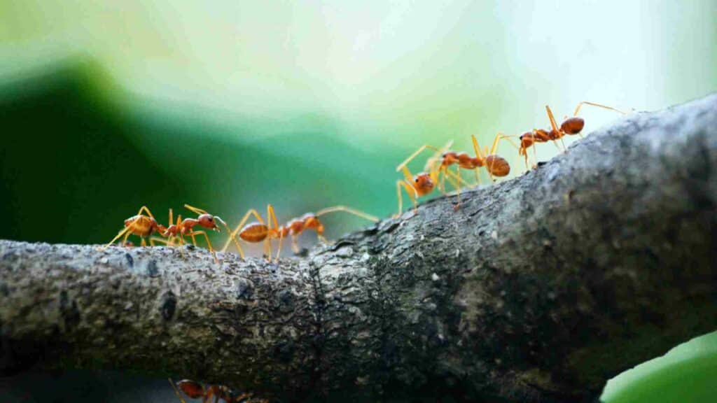 the damaging effects of carpenter ants on your property