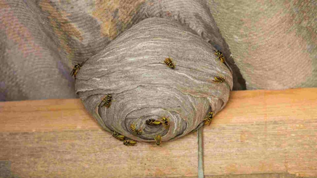 protecting heritage sites understanding the risks of wasp nests