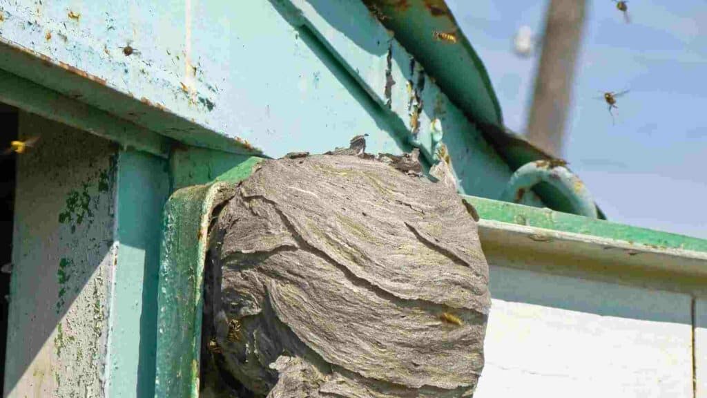 the dangers of diy wasp nest removal why you should hire professionals