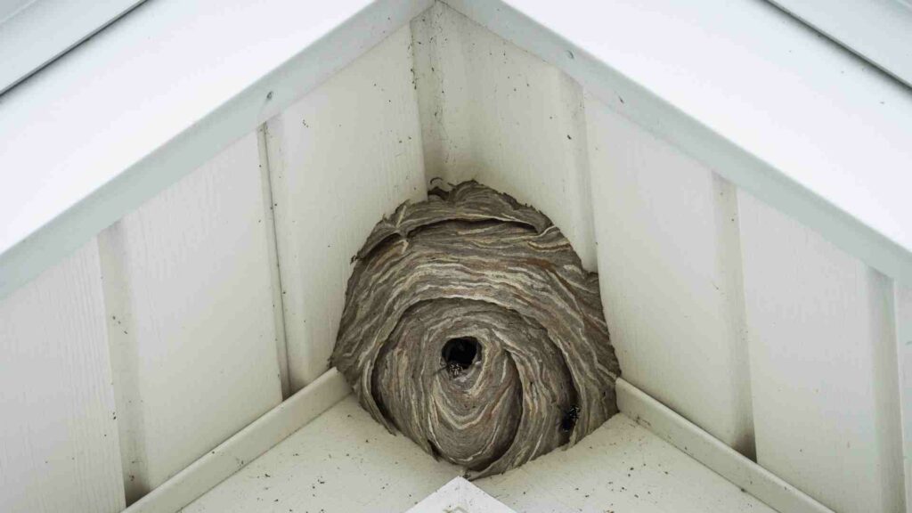 top tips for preventing wasp nests on your property
