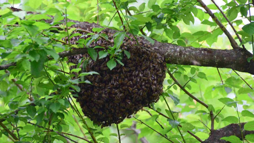 using diatomaceous earth as a natural pest control method for bees