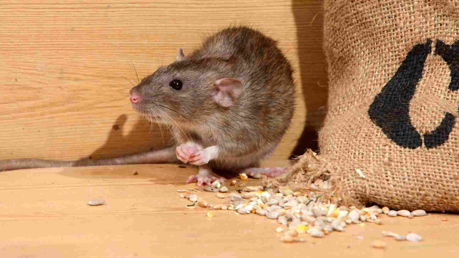 Mice and Rat Control in Langley | Safe & Trusted Pesticon