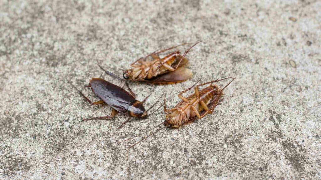 the chemistry behind baking soda and sugars effectiveness against cockroaches