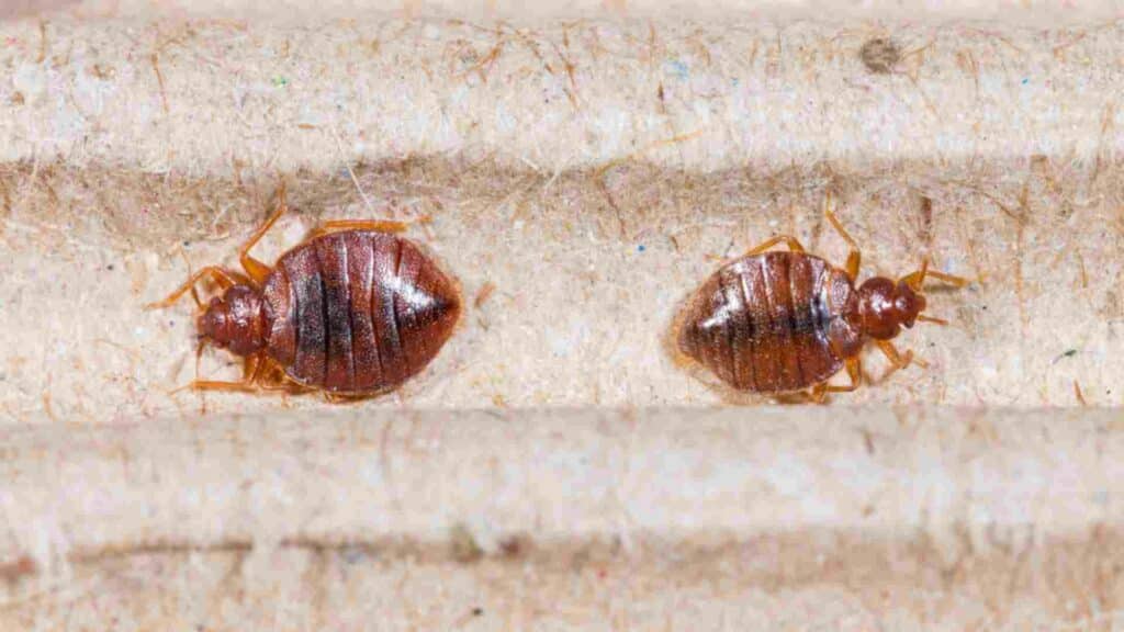 understanding the lifecycles of bed bugs can they naturally disappear
