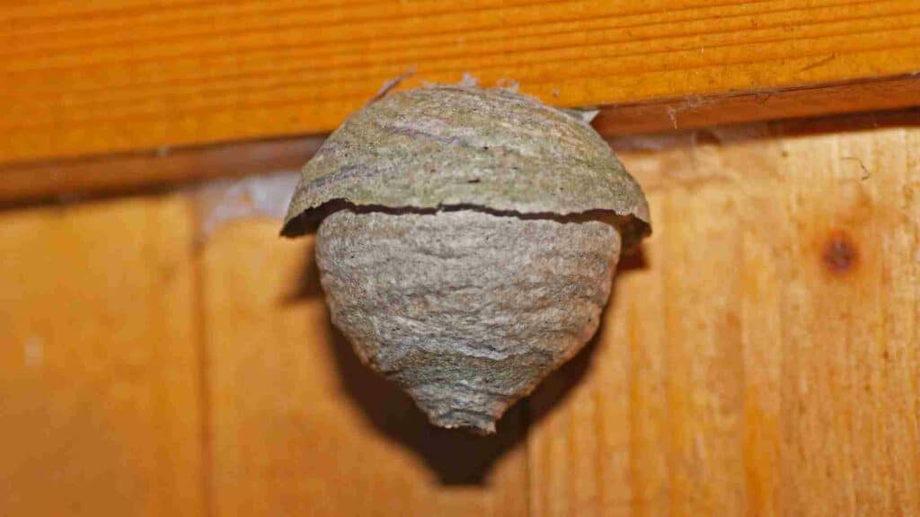 vancouver residents beware steps to safely remove a hornet nest