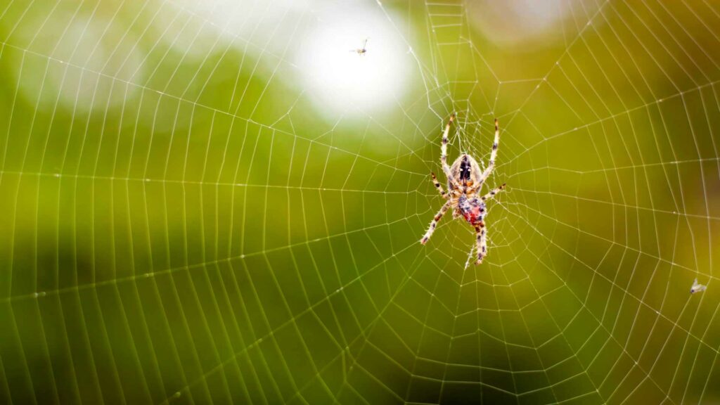 beware of these deadly eight legged creatures the most poisonous spiders in the world