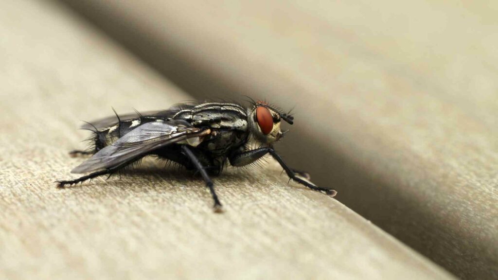 the surprising scents that attract flies a guide for homeowners
