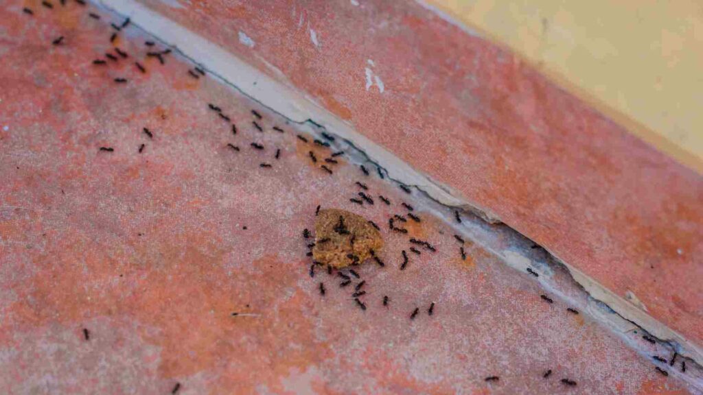 why flying ants invade your home and how to get rid of them
