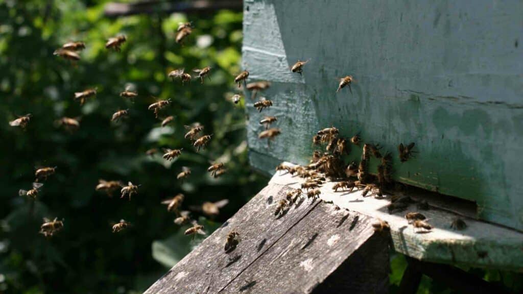the sting of curiosity exploring the reasons behind bee nest aggression