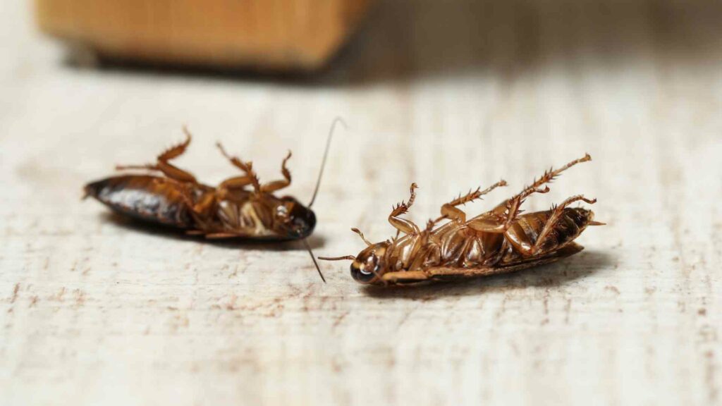 banish cockroaches with these smells they absolutely hate