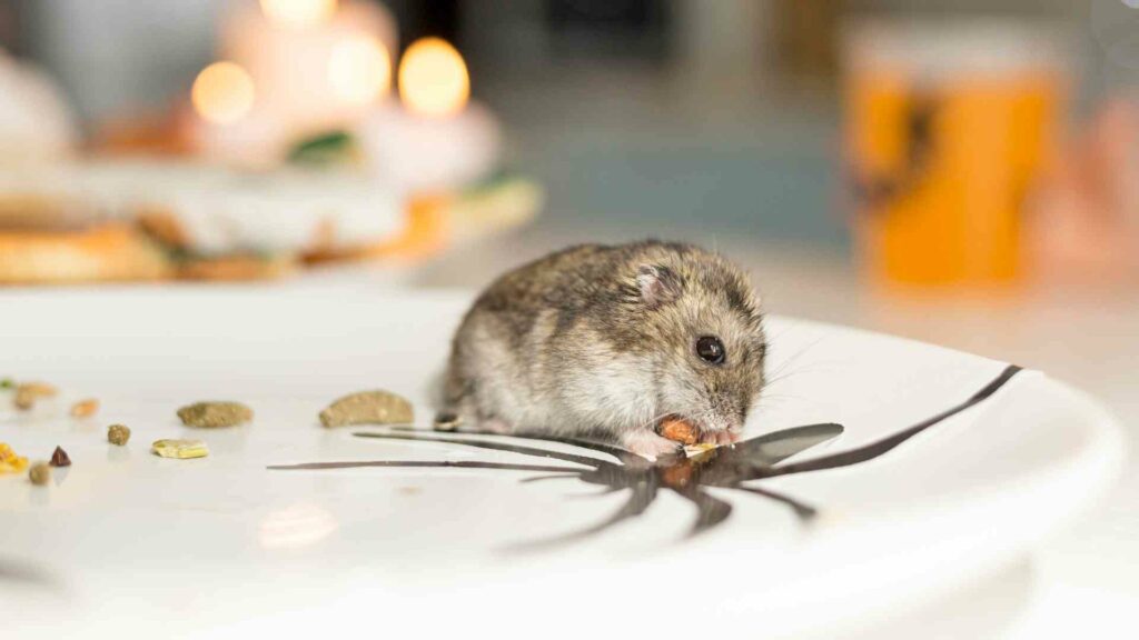 from farm to fork how mice can jeopardize your food business