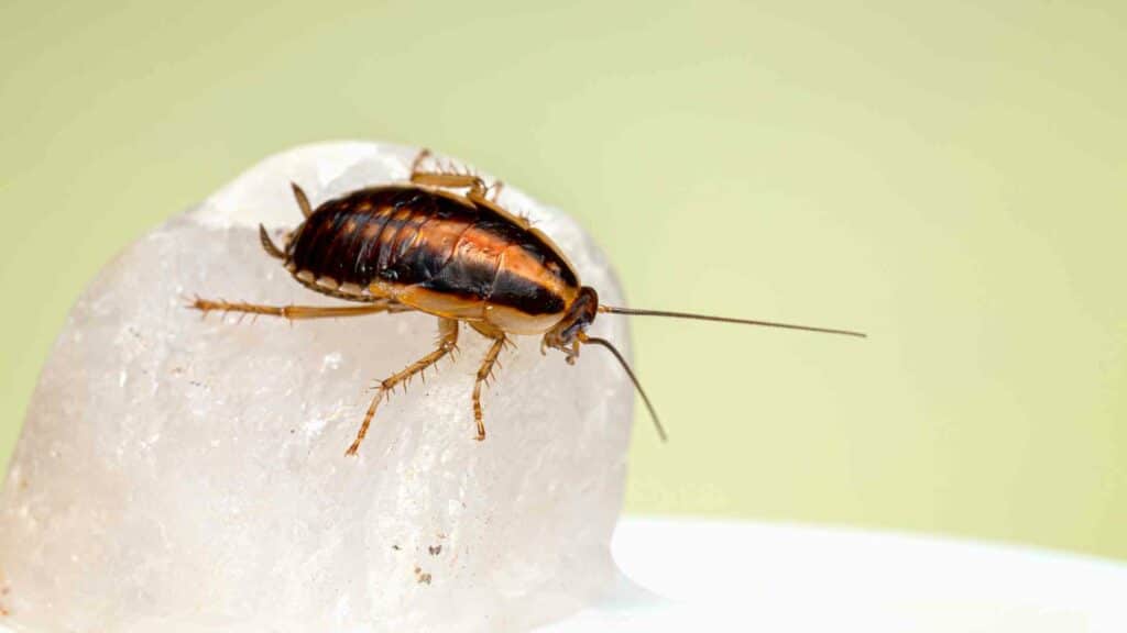 keeping cockroaches at bay identifying the smells that tempt them into your house