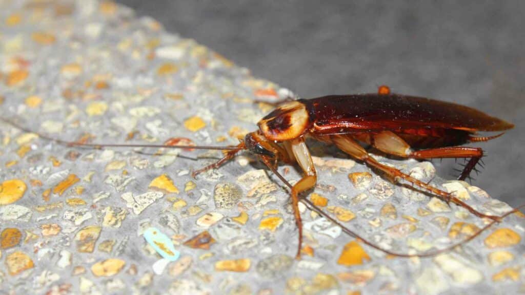 shedding light on the truth do cockroaches really hate light