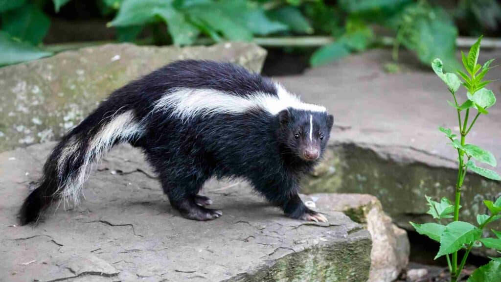 sniffing out the facts are skunks truly smelly