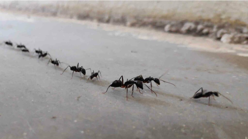 avoid these common mistakes for successful carpenter ant control in vancouver